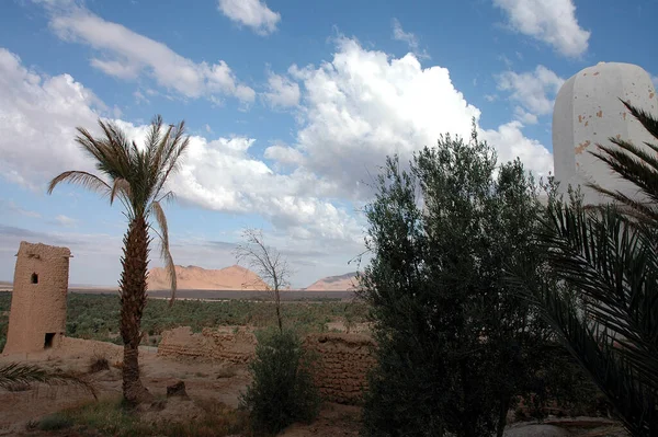 Palmeral Figuig Sureste Marruecos — Foto de Stock