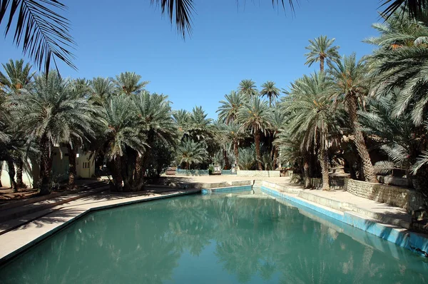 Palmenhain Von Tafilalet Marokko — Stockfoto