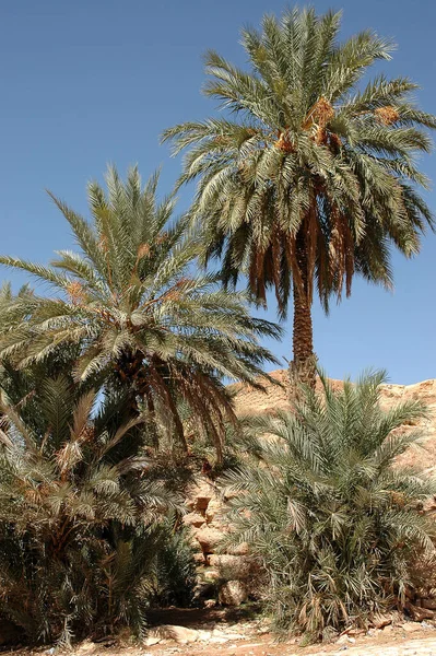 Palmeraie Tafilalet Maroc — Photo