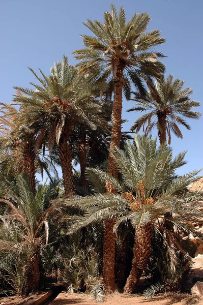 Palm Grove Tafilalet Morocco — Stock Photo, Image