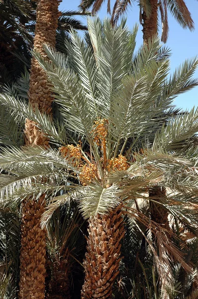 Palm Grove Tafilalet Morocco — Stock Photo, Image