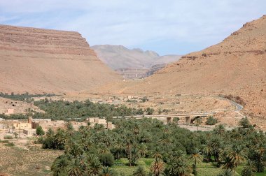 Fas 'taki Tafilalet Palmiyesi