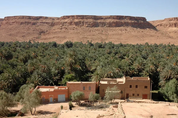 モロッコのタフィレットのヤシの木 — ストック写真