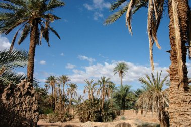 Fas 'ın güneydoğusundaki Figuig Palmiyesi.