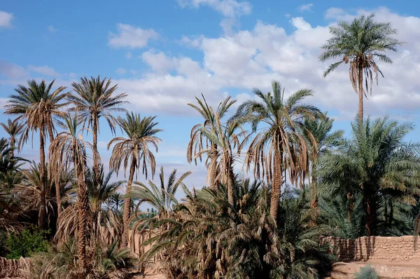 Palm Grove Figuig South Eastern Morocco — Stock Photo, Image