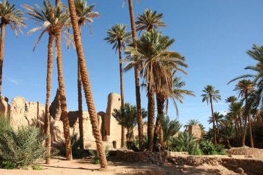Fas 'ın güneydoğusundaki Figuig Palmiyesi.
