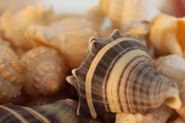 Caracoles de agua salada