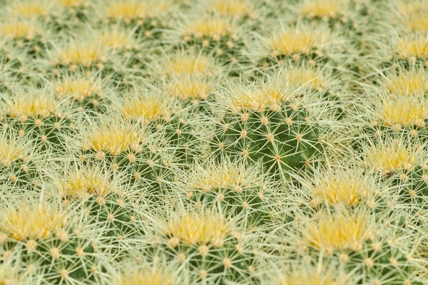 Pequeño Cactus Mammilaria Textura Verde Amarilla —  Fotos de Stock