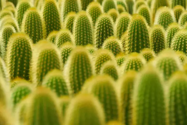 Background Various Trixanthocereus Cacti — Stock Photo, Image