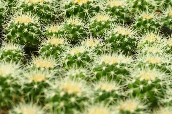 Detailní Záběr Několika Kaktusů Echinocactus — Stock fotografie