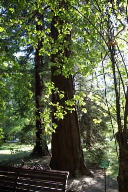 Rusya Soçi şehir botanik bahçesi