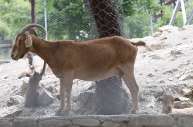 Rusya Gelendzhik safari Park Hayvanat Bahçesi