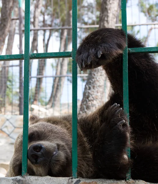 Rusya Gelendzhik safari Park Hayvanat Bahçesi