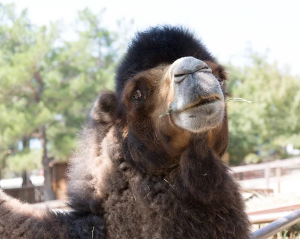 Rusya Gelendzhik safari Park Hayvanat Bahçesi