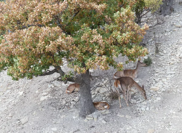 Rusya Gelendzhik safari Park Hayvanat Bahçesi