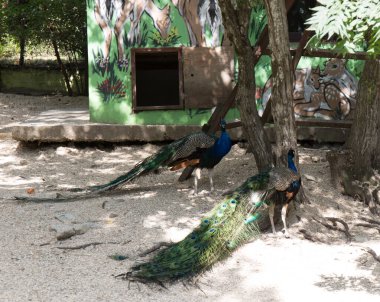 Rusya Gelendzhik safari Park Hayvanat Bahçesi