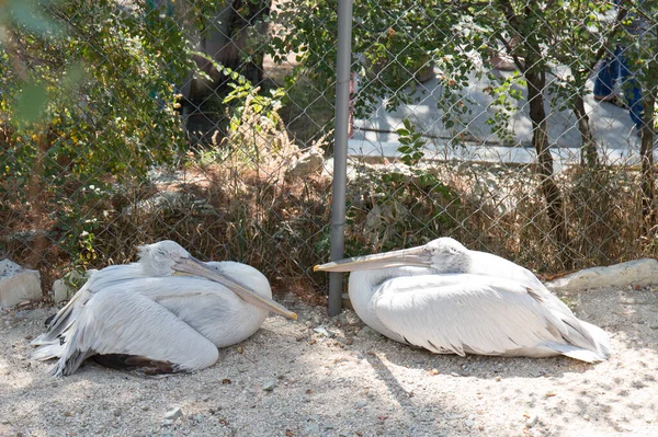 Rusya Gelendzhik safari Park Hayvanat Bahçesi