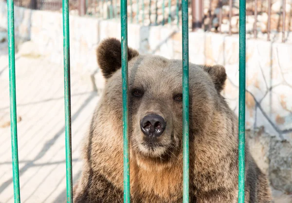 Rusya Gelendzhik safari Park Hayvanat Bahçesi
