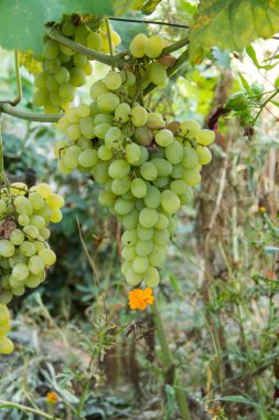 Rusya Krasnodar Krai 'nin Taman köyü manzarası