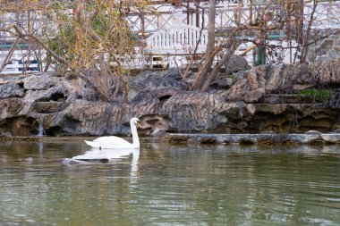 Baharda küçük bir gölde beyaz kuğu