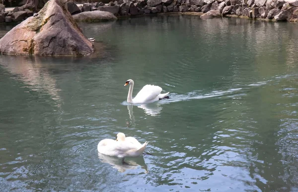 Cisne Blanco Pequeño Estanque Primavera — Foto de Stock