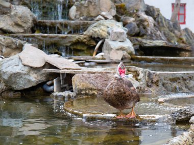 Kayaların arasında küçük bir gölde ördek