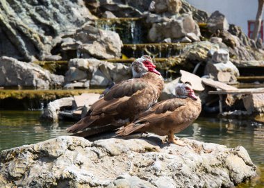 Kayaların arasında küçük bir gölde ördek