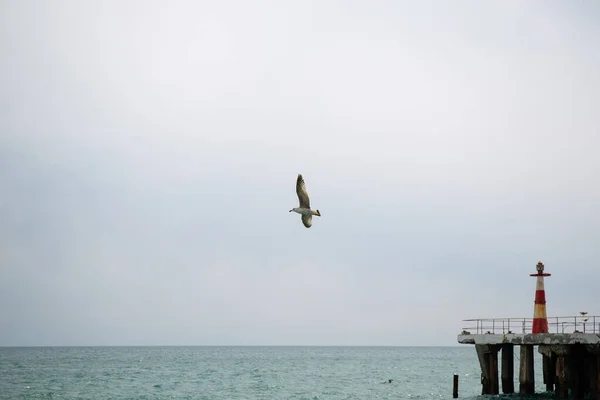 今年春天黑海沿岸的黑海鸥 — 图库照片