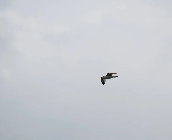 Black Sea Gulls Black Sea Coast Spring — Stock Photo, Image