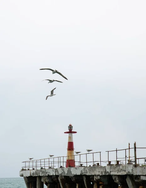 今年春天黑海沿岸的黑海鸥 — 图库照片