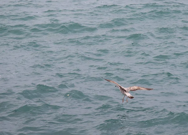 Black Sea Gulls Black Sea Coast Spring — Stock Photo, Image