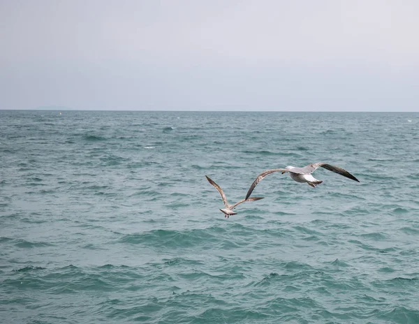 Black Sea gulls on the Black Sea coast in spring
