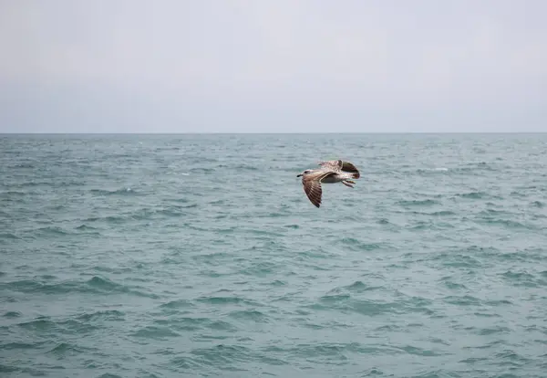 Gaivotas Mar Negro Costa Mar Negro Primavera — Fotografia de Stock