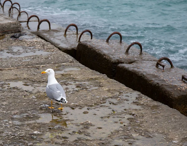 今年春天黑海沿岸的黑海鸥 — 图库照片