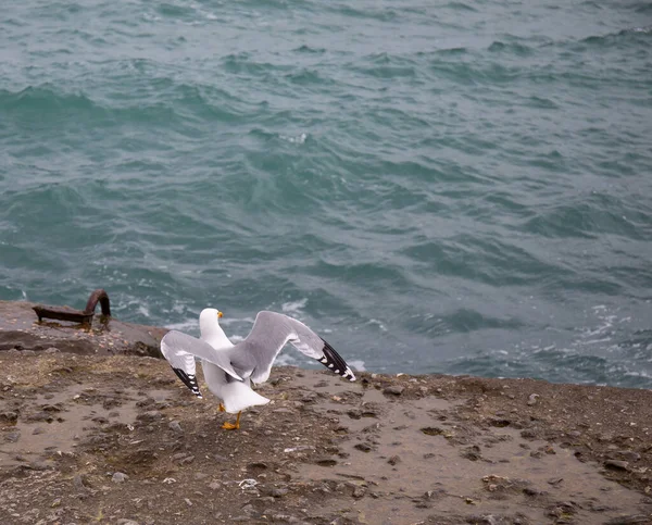 Black Sea Gulls Black Sea Coast Spring — Stock Photo, Image