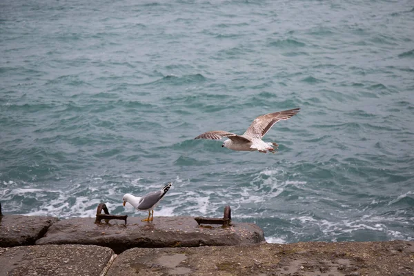 Black Sea Gulls Black Sea Coast Spring — Stock Photo, Image