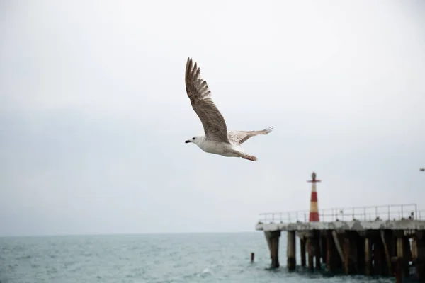 Black Sea gulls on the Black Sea coast in spring