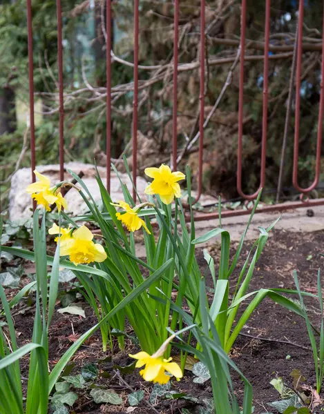 クリミアで最初の美しい春の花 — ストック写真