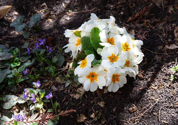 クリミアで最初の美しい春の花 — ストック写真