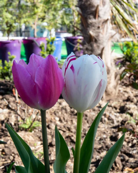 クリミアで最初の美しい春の花 — ストック写真