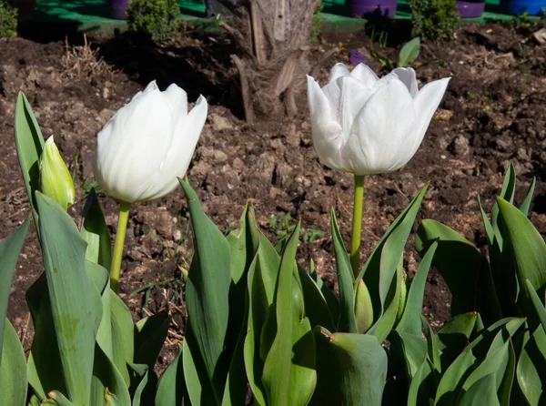 クリミアで最初の美しい春の花 — ストック写真