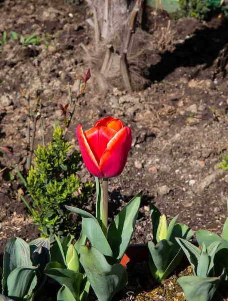 クリミアで最初の美しい春の花 — ストック写真