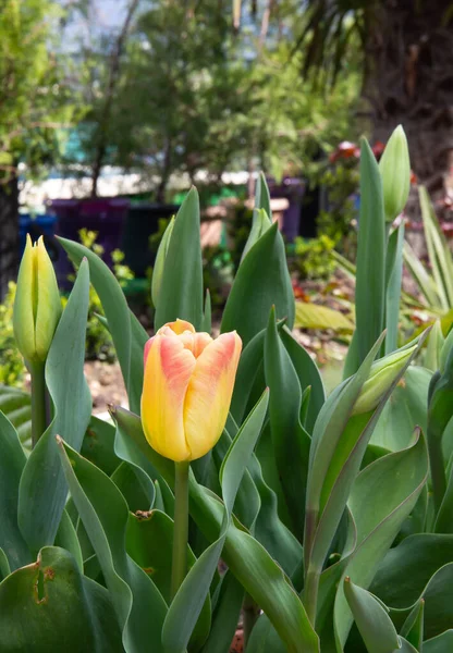 クリミアで最初の美しい春の花 — ストック写真