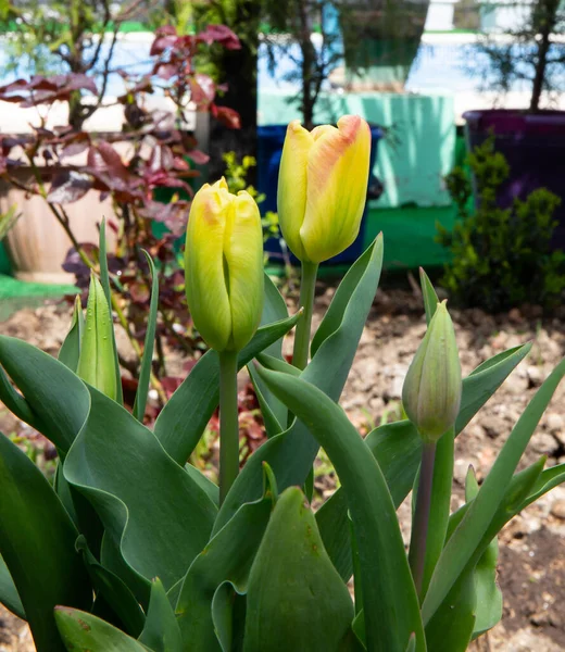 クリミアで最初の美しい春の花 — ストック写真