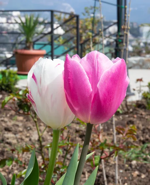 クリミアで最初の美しい春の花 — ストック写真