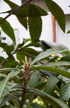 Kırım 'da tomurcuklanan güzel bahar ağaçları