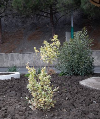 Kırım 'da tomurcuklanan güzel bahar ağaçları