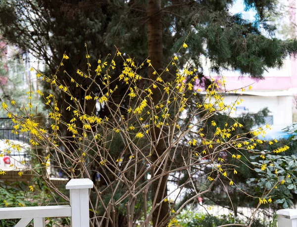 Belas Árvores Primavera Com Botões Floridos Crimeia — Fotografia de Stock