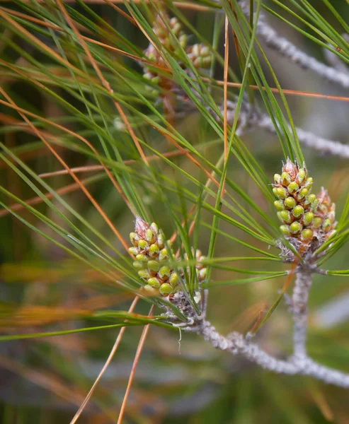 Vackra Vårträd Med Blommande Knoppar Krim — Stockfoto