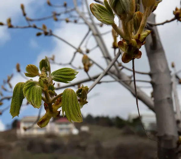 Frumoși Arbori Primăvară Muguri Înfloritori Crimeea — Fotografie, imagine de stoc